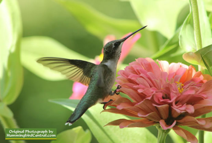 Hummer's Galore